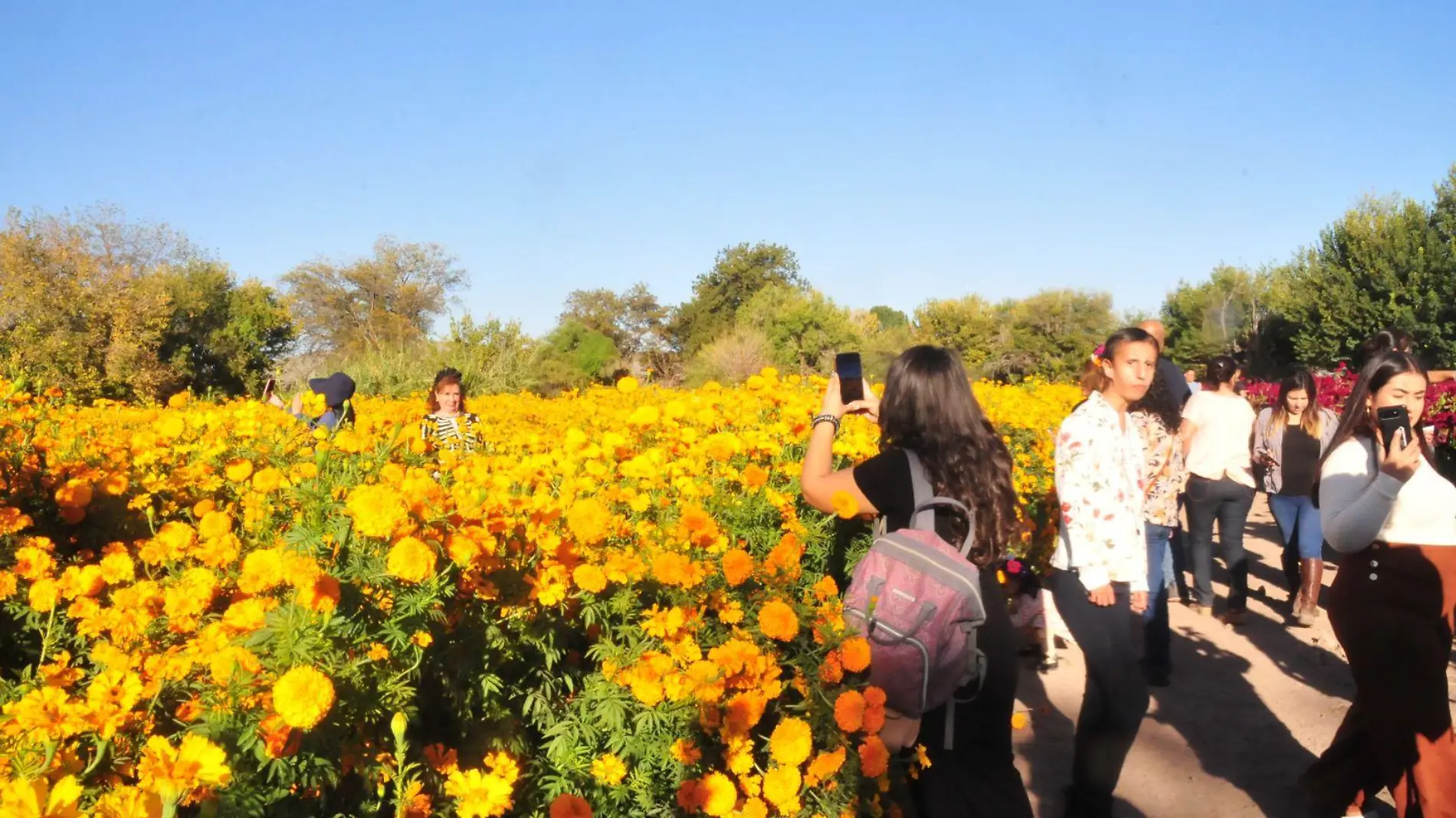 festival-flores