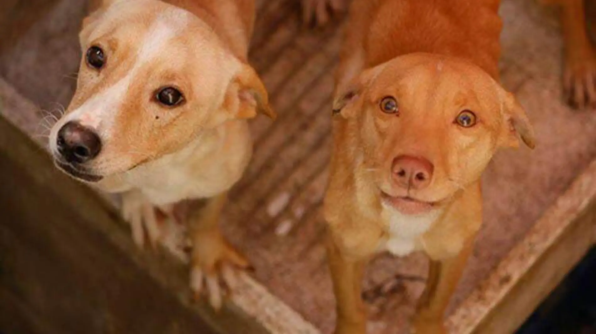 perritos-se-comen-entre-ellos