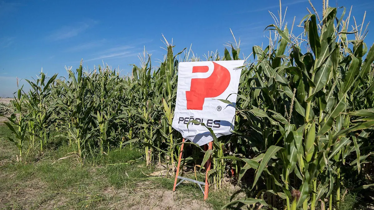 apoyo en la producción agrícola