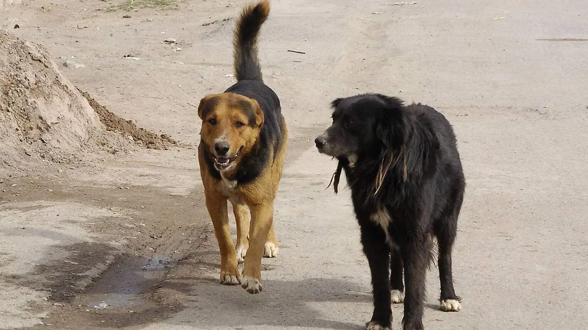 jul4-1 perros