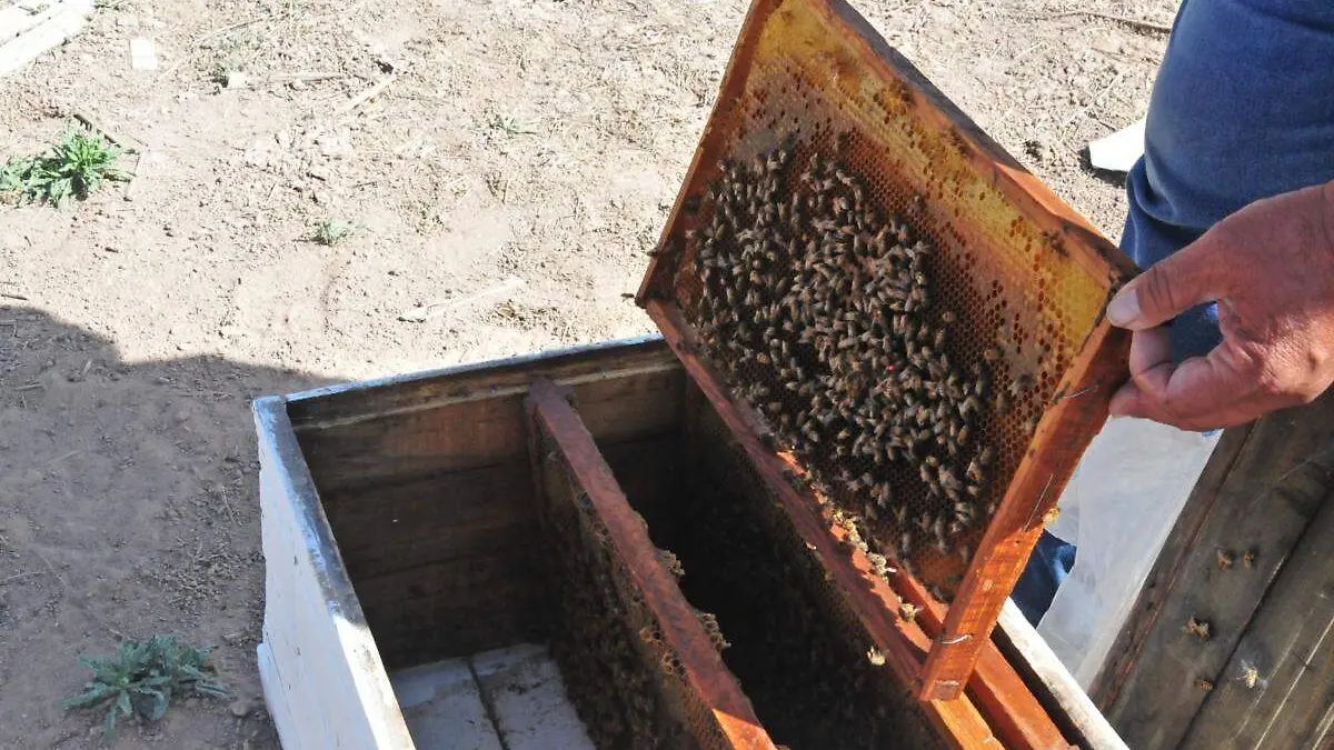 foro-abejas
