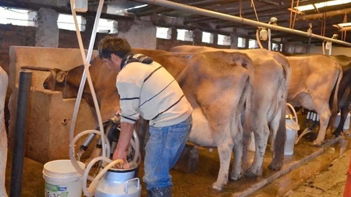 15 NO AFECTA PRODUCCIÓN ESTRÉS CALORICO EN LAS VACAS3