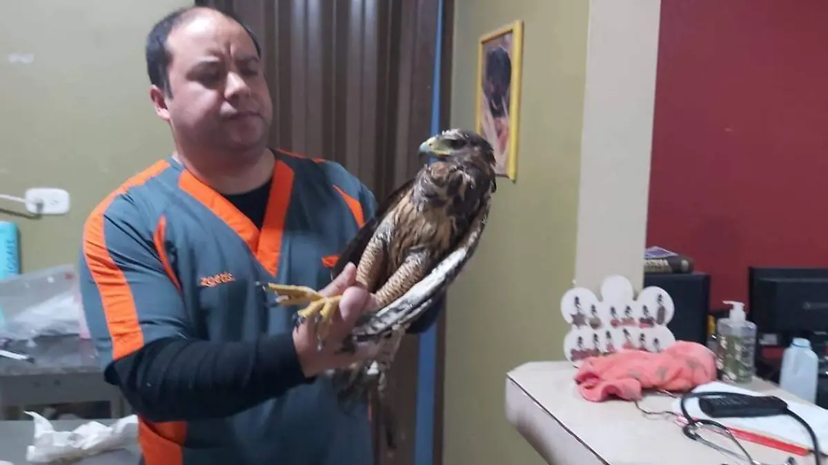 29 WEB Rescata Protección Civil águila