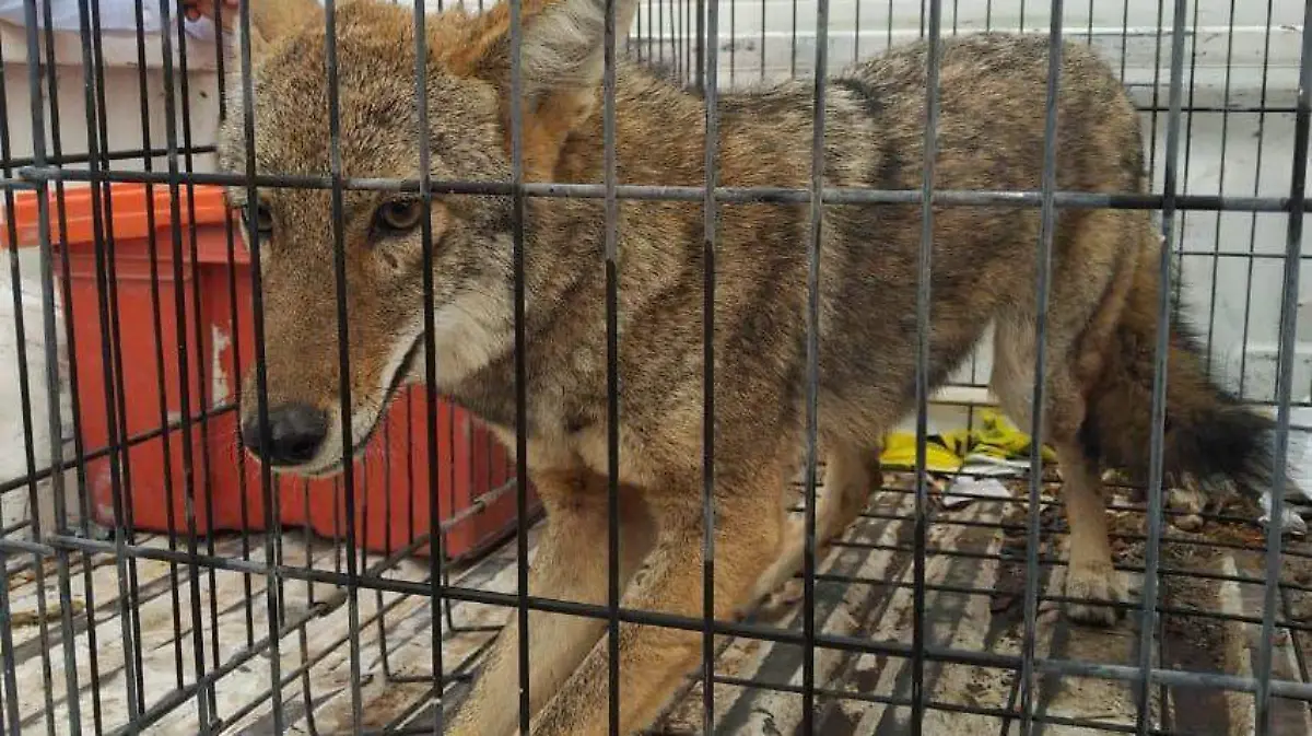 18 Capturan a un Coyote en la Unidad Deportiva Torreón