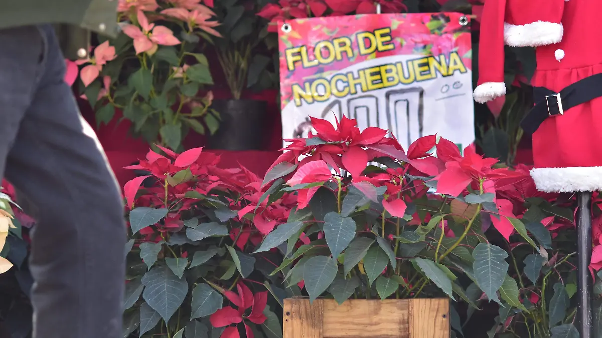 Flor de Nochebuena