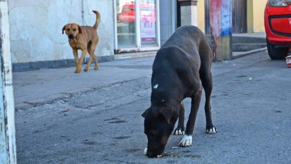 perros-callejeros (1)