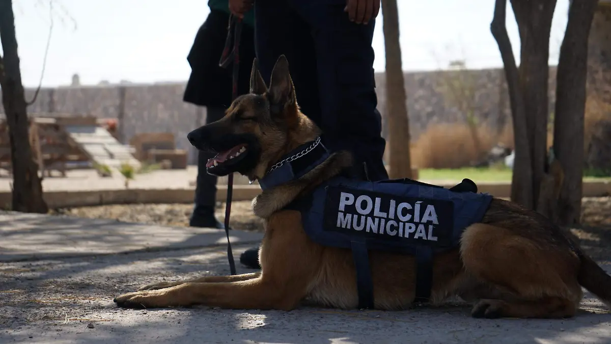 K9 - POLICIA CANINA (47)
