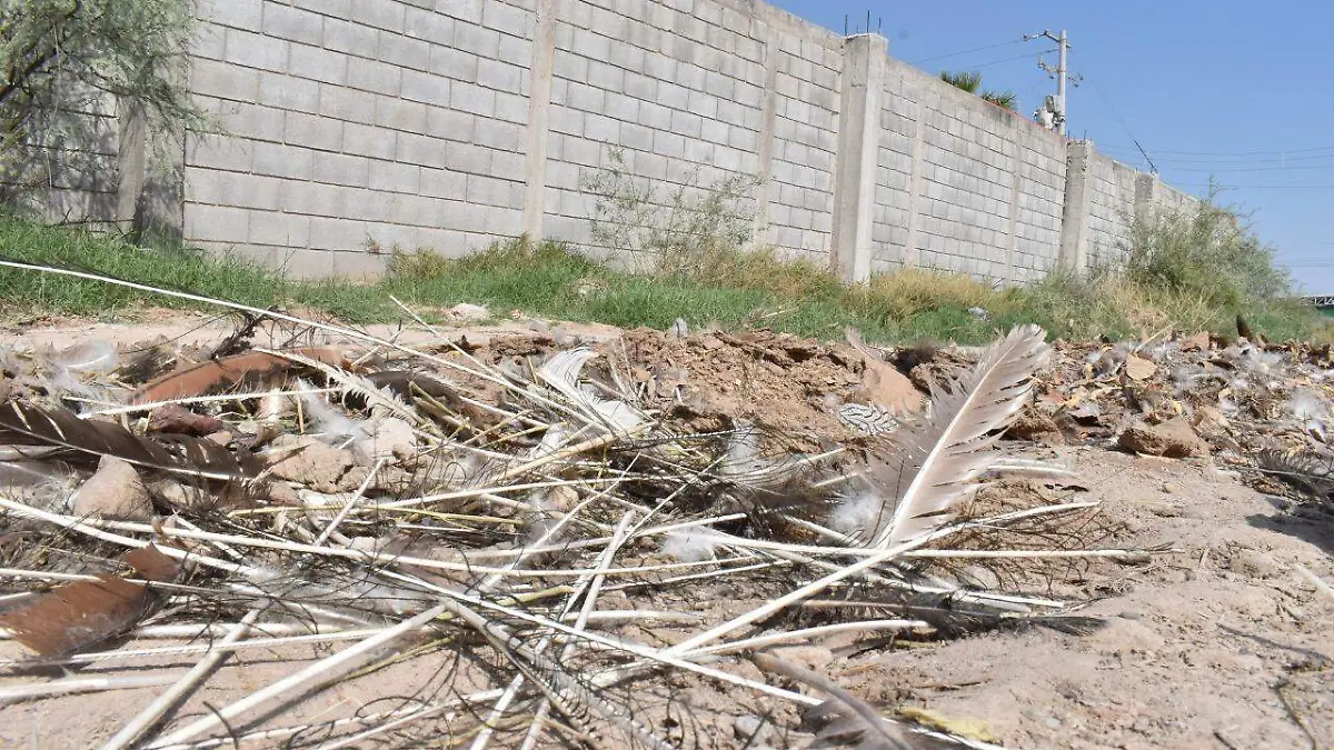 10 DENUNCIAN MALA DISPOSICIÓN DE DESECHOS DEL AVIARIO LIRA1