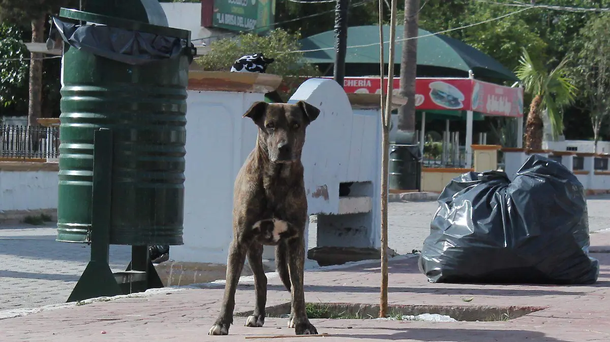 perro callejero