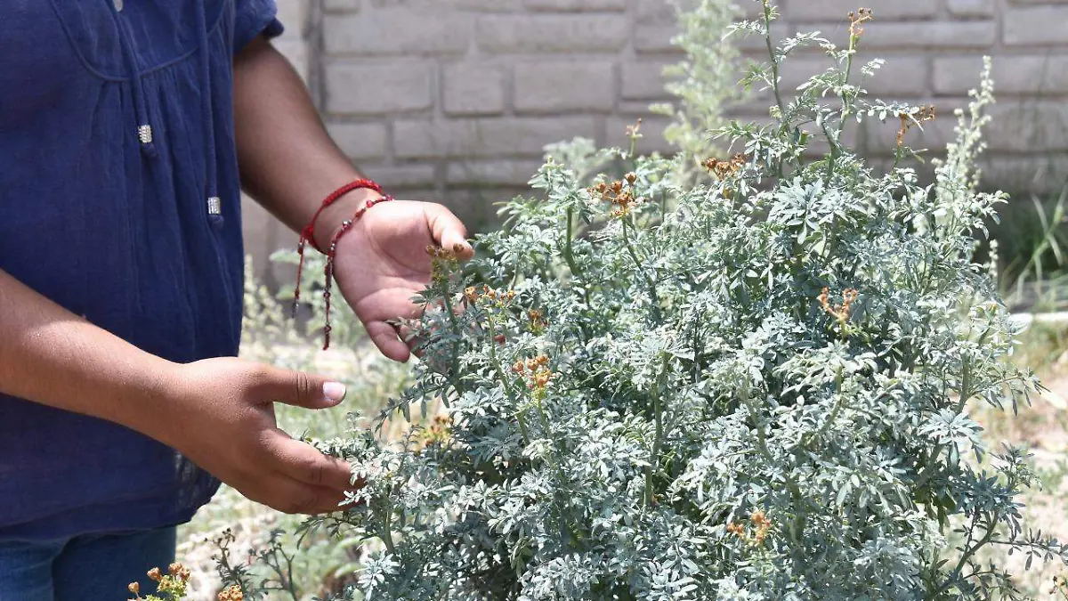 23 En la Narro se preparan para el Encuentro Internacional de la Planta Medicinal