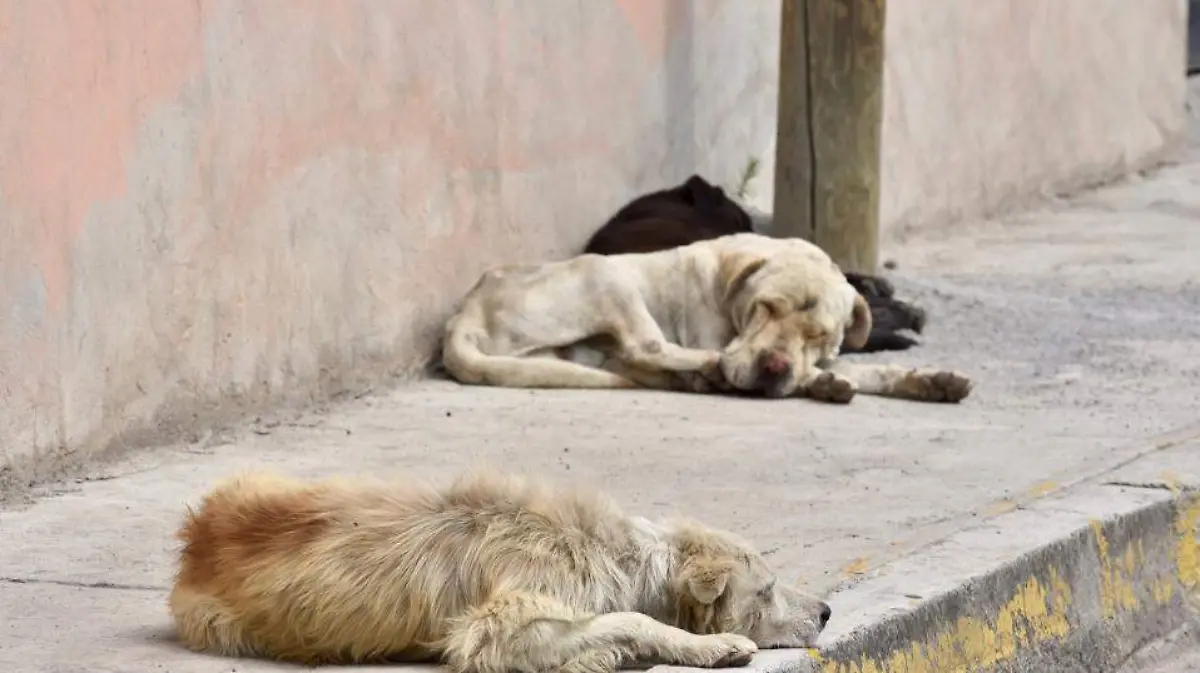 perros callejeros