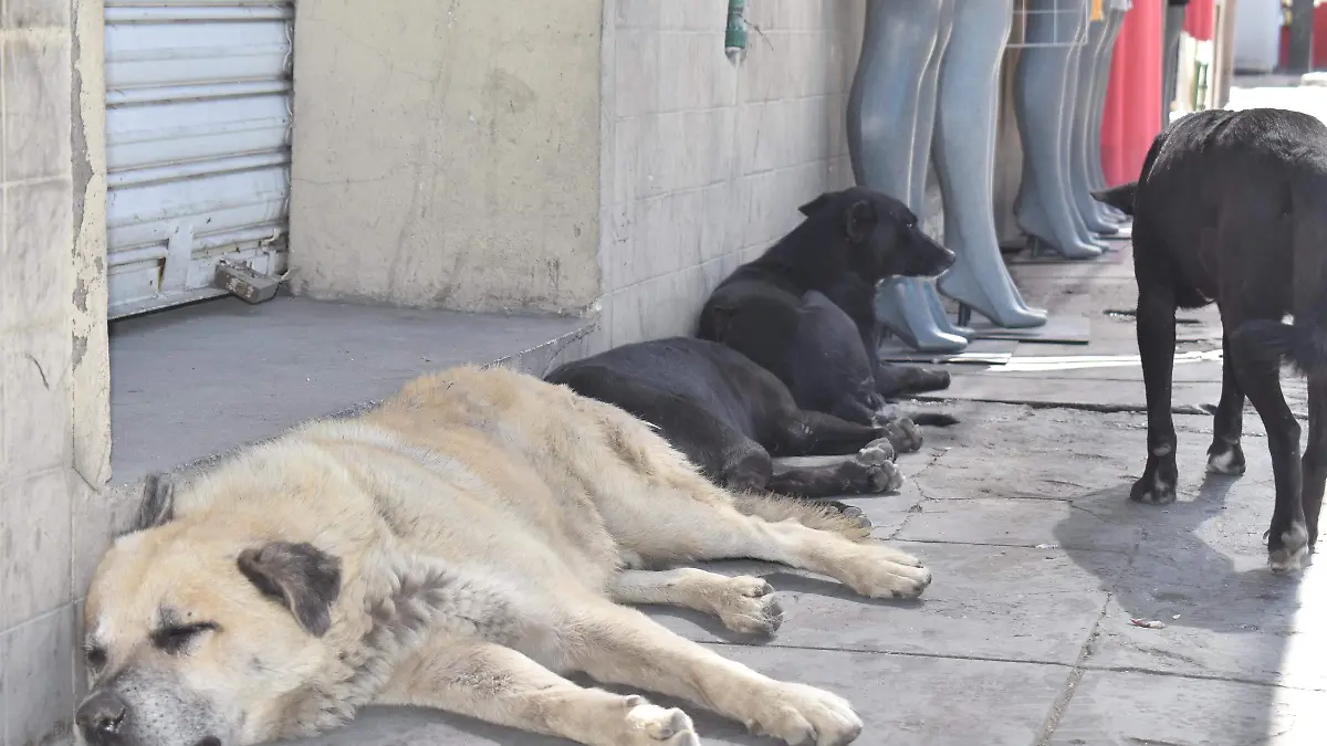 perros, portadores de garrapatas