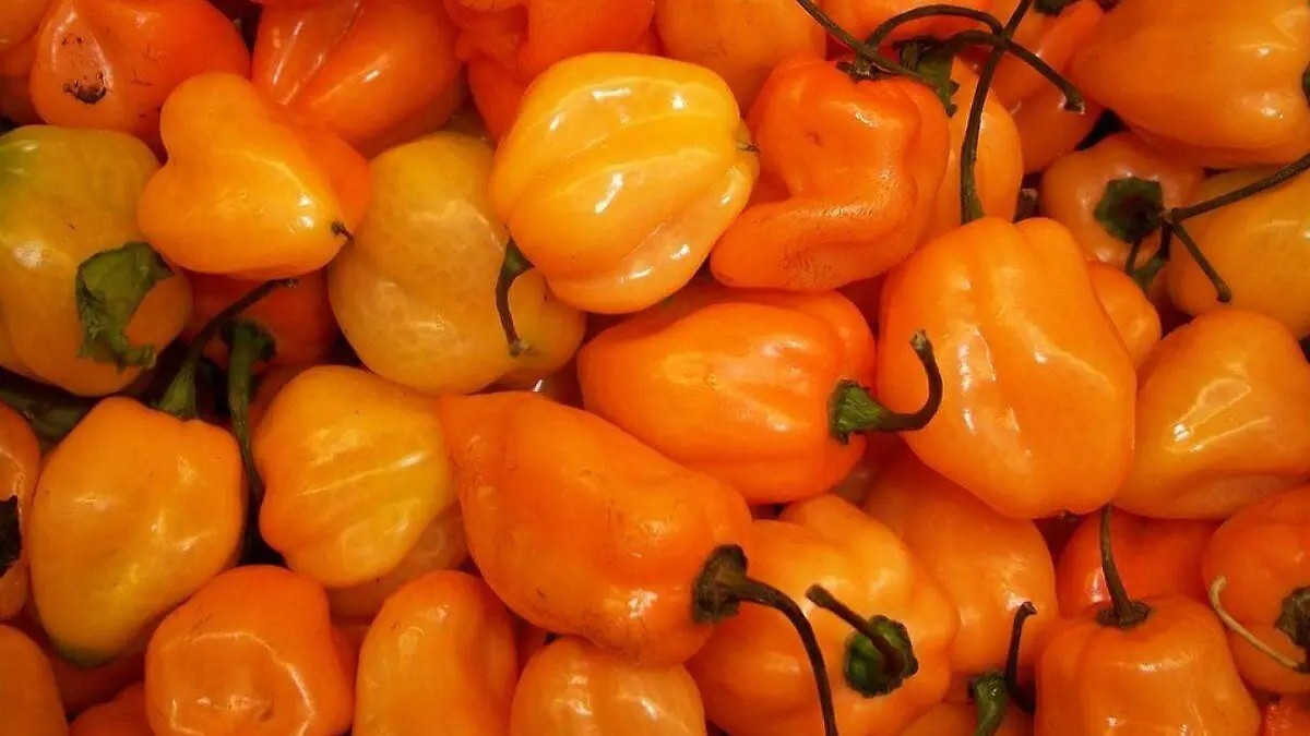 habanero-chile