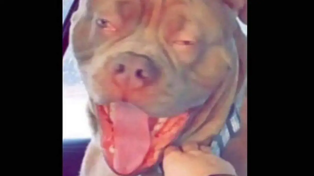 perro droga