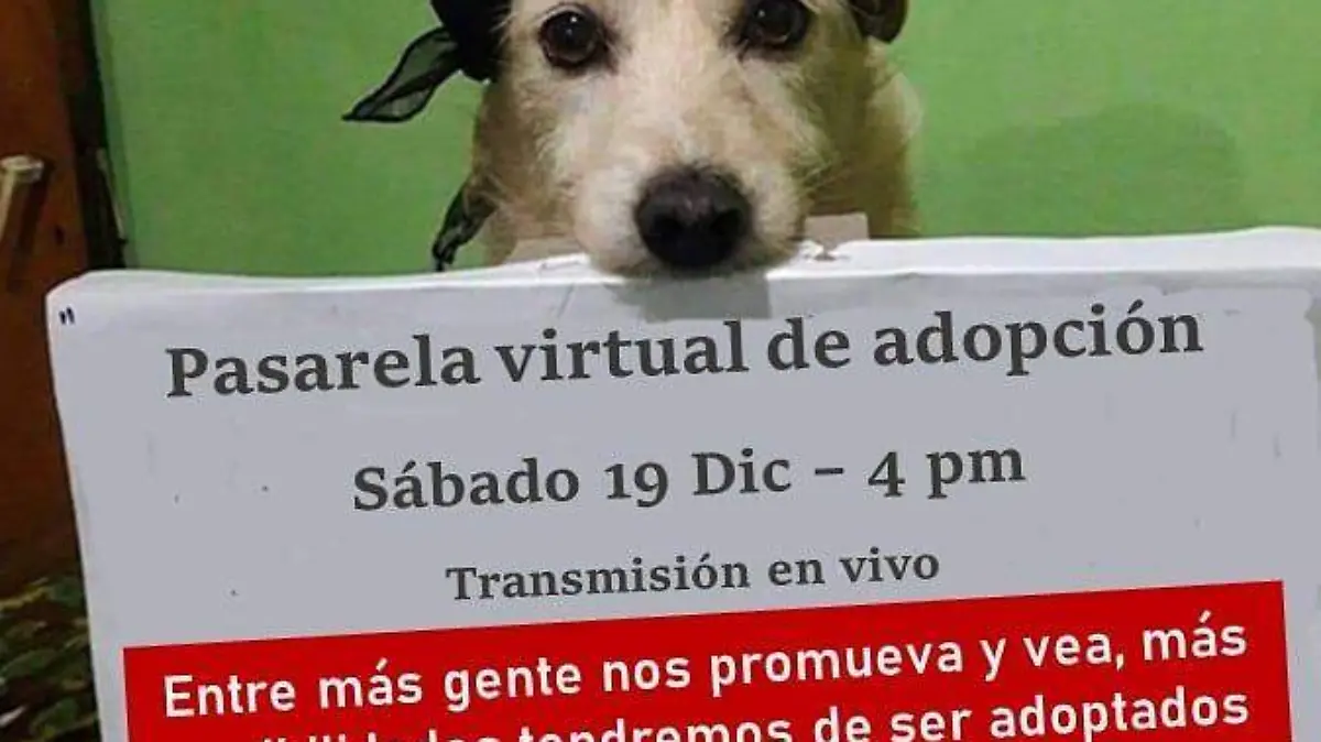 perritos pasarela
