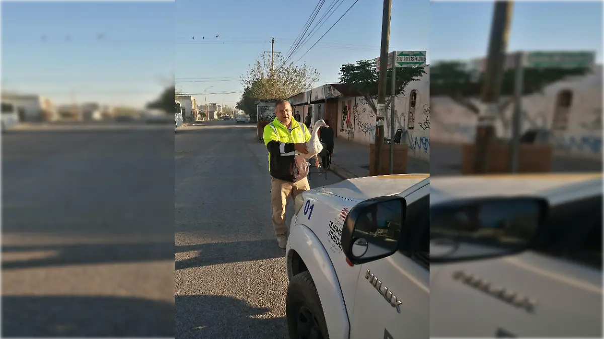 Pato encontrado Torreón_16x9