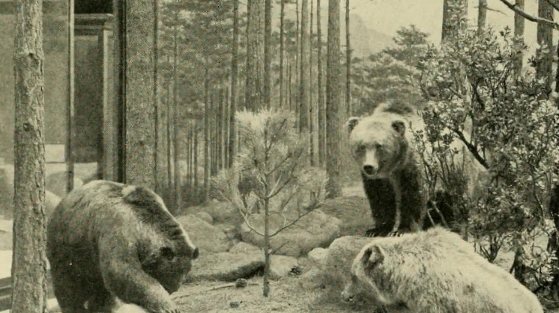 Mexico_grizzlies