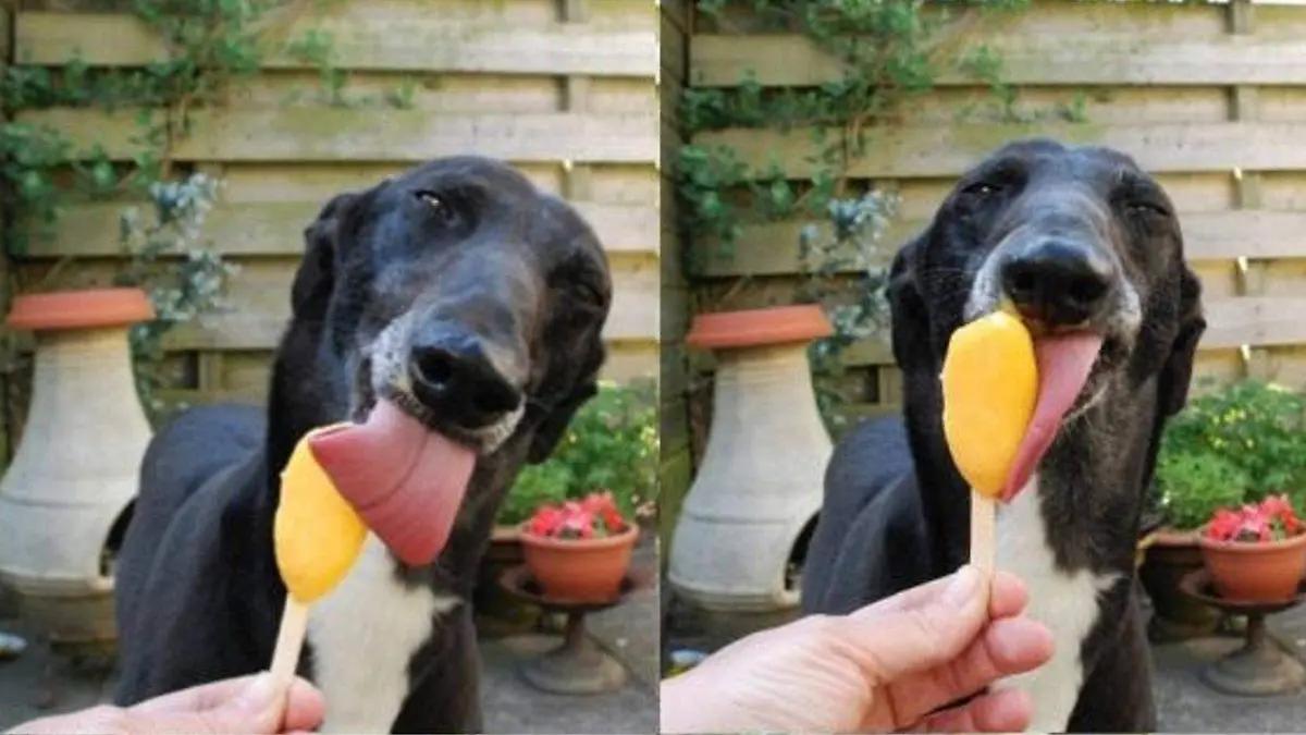 perrito-nieve
