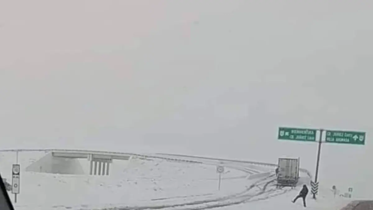 nevada chihuahua