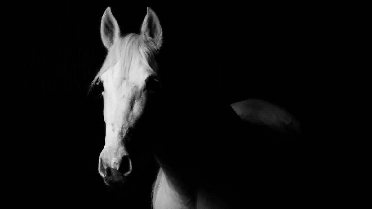 mujer-cara-de-caballo