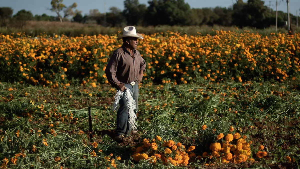 841202_Corte cempasúchil Día de muertos-Zacatecas-2_impreso