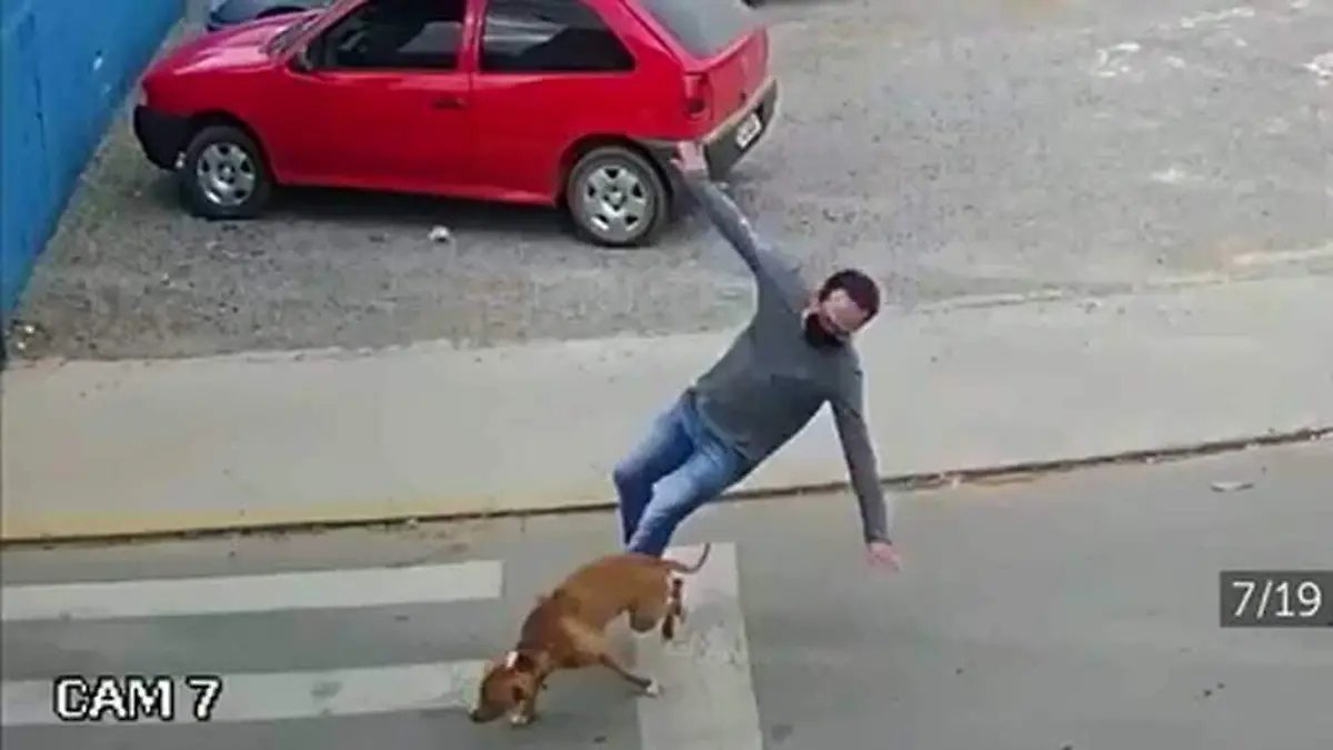 perro atropella a hombre