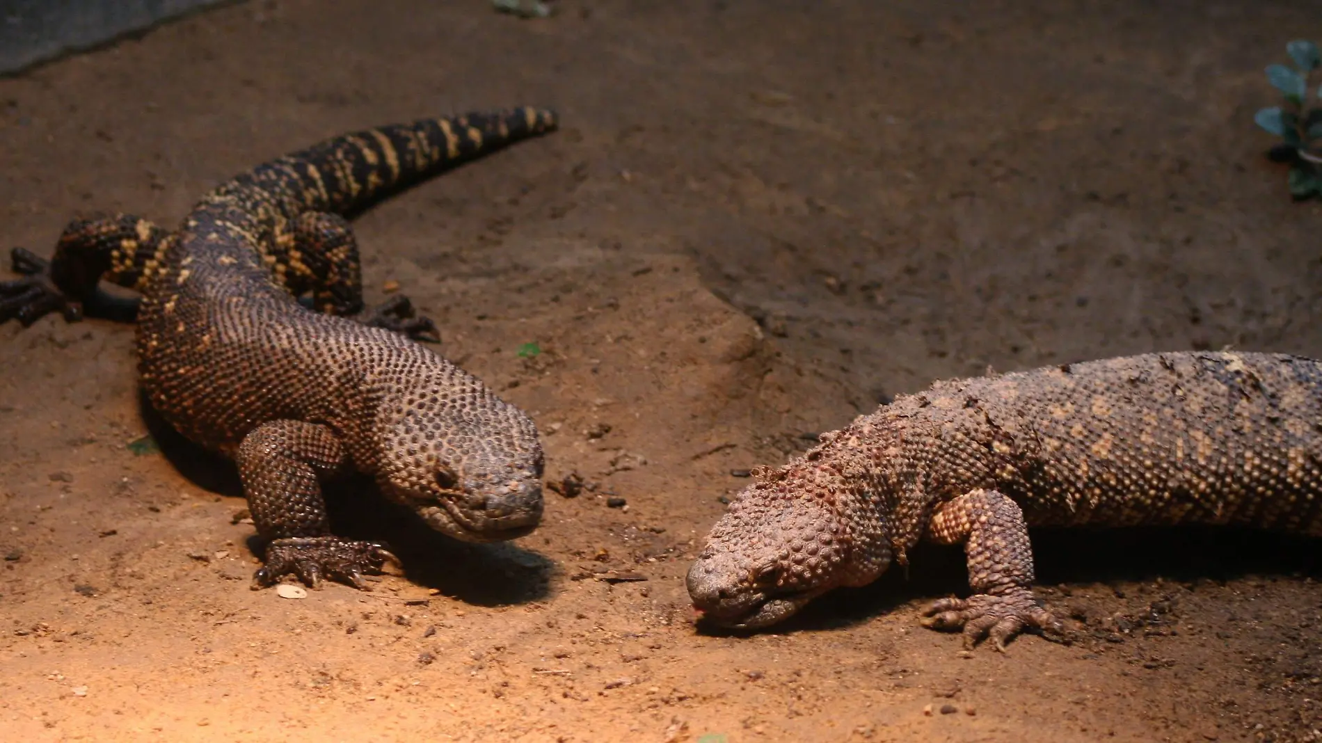 Lagarto-escorpión de Lugo Archivo