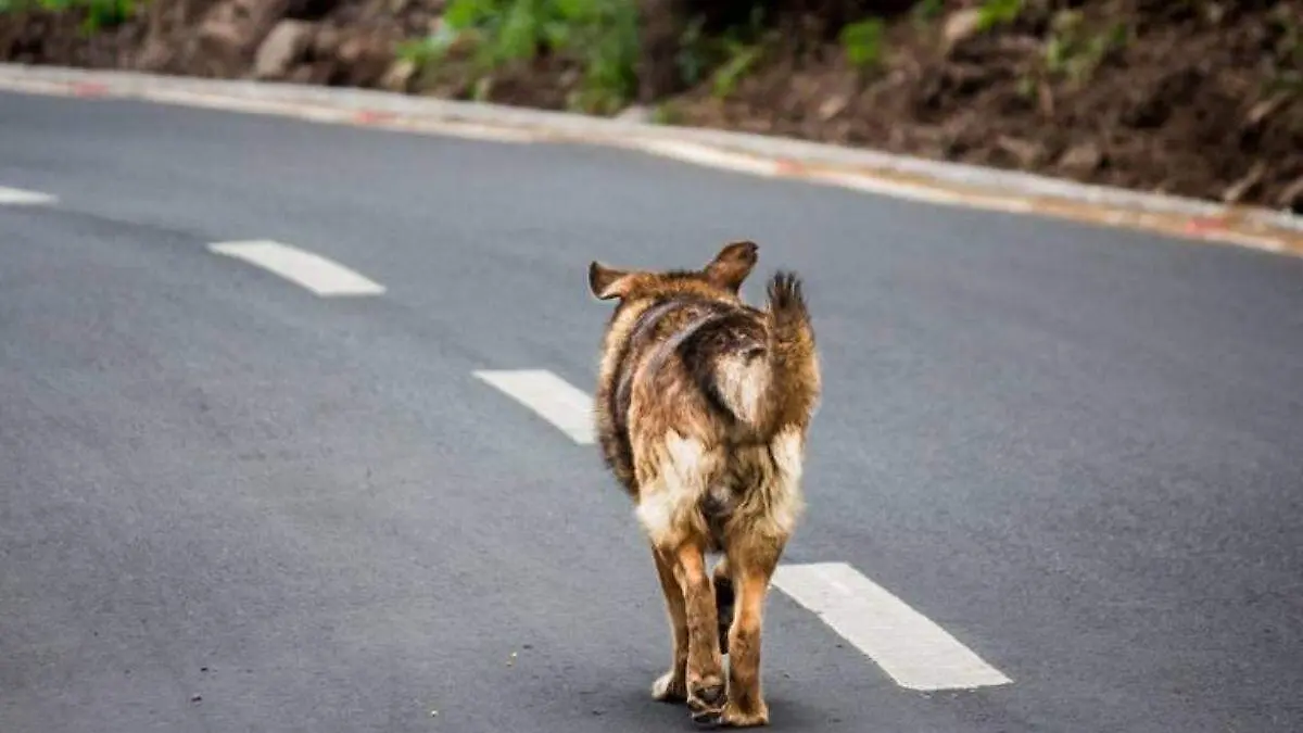 perro-en-carretera (1)