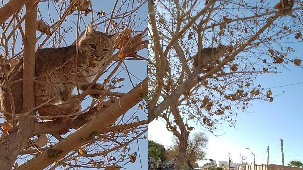 gato-montés