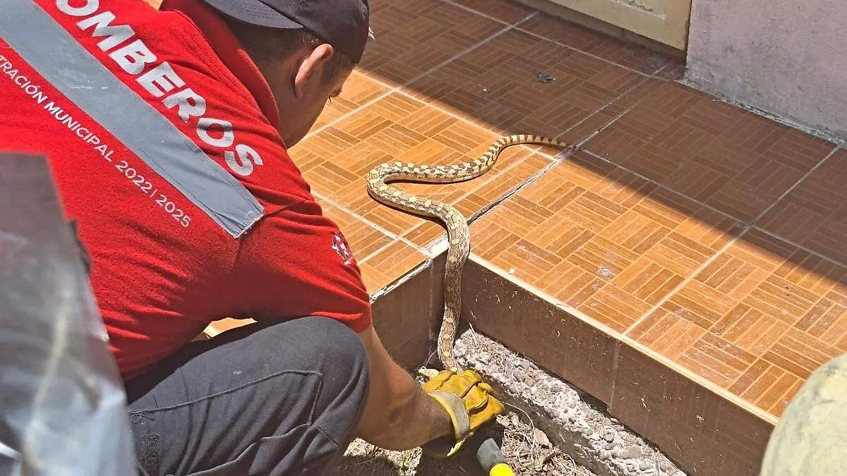 serpiente