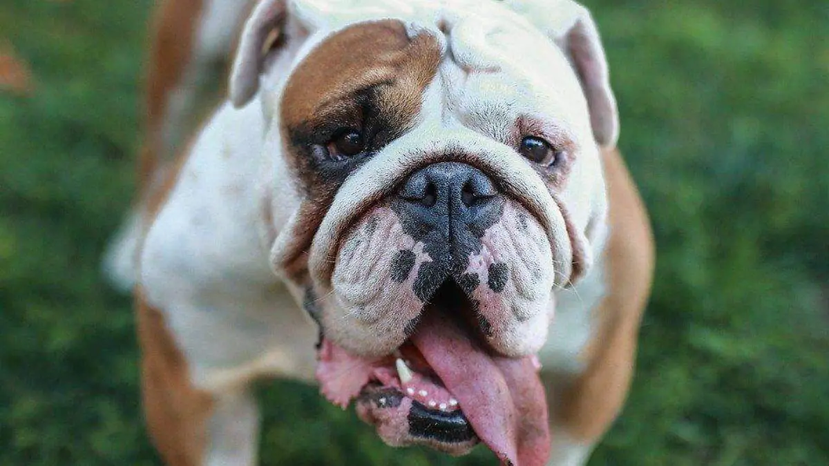 english-bulldog-5572170_960_720