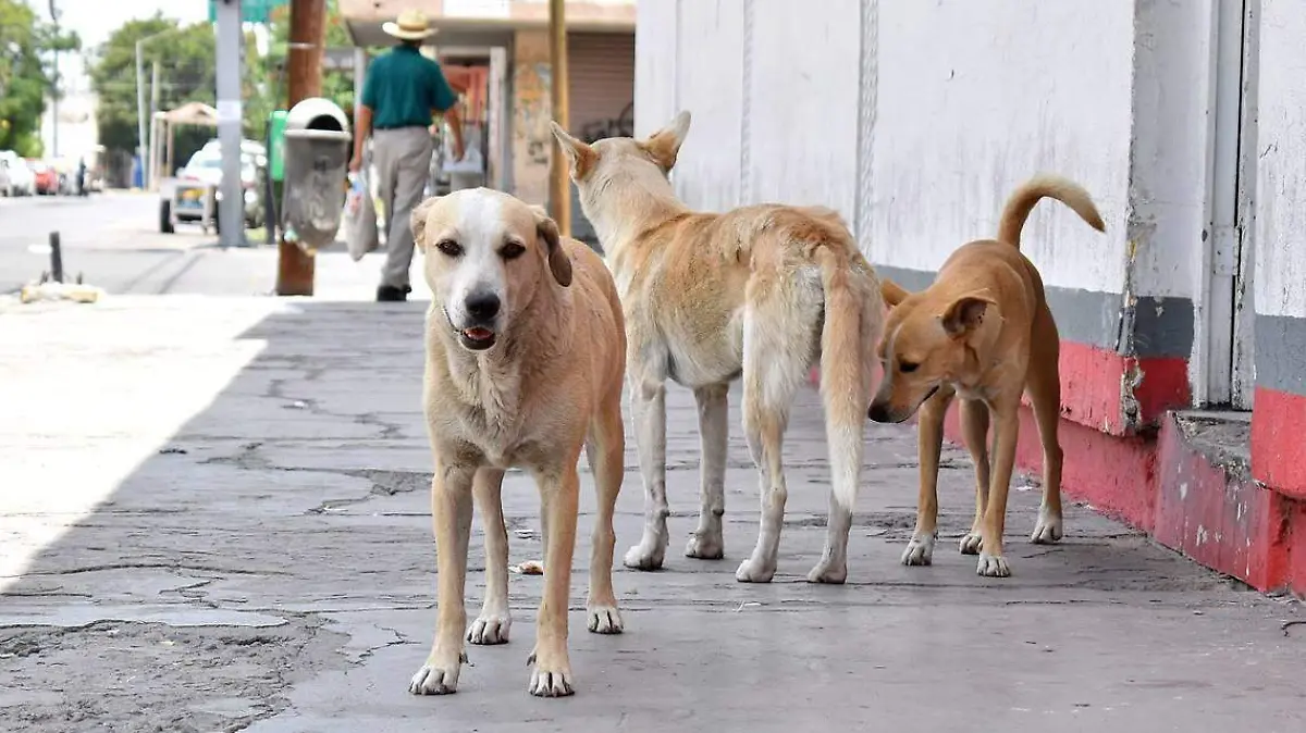 Perros