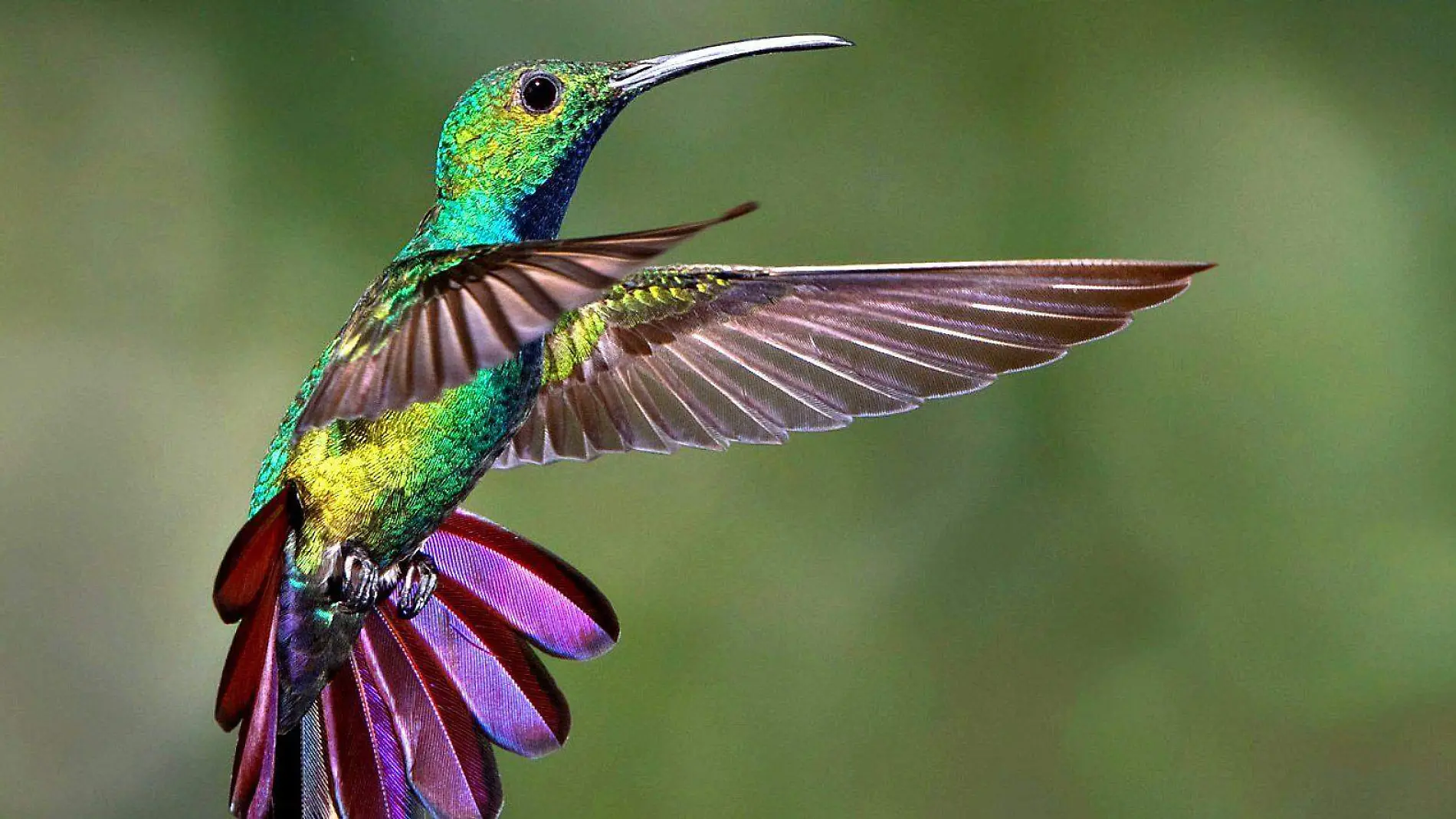 colibri