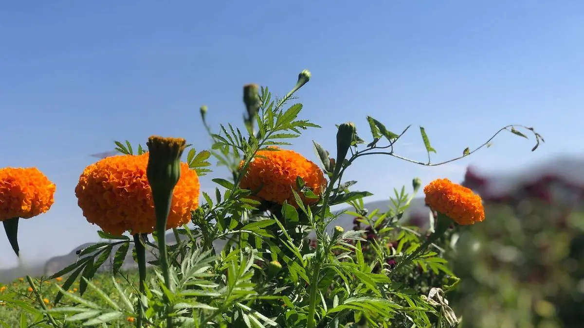 flores
