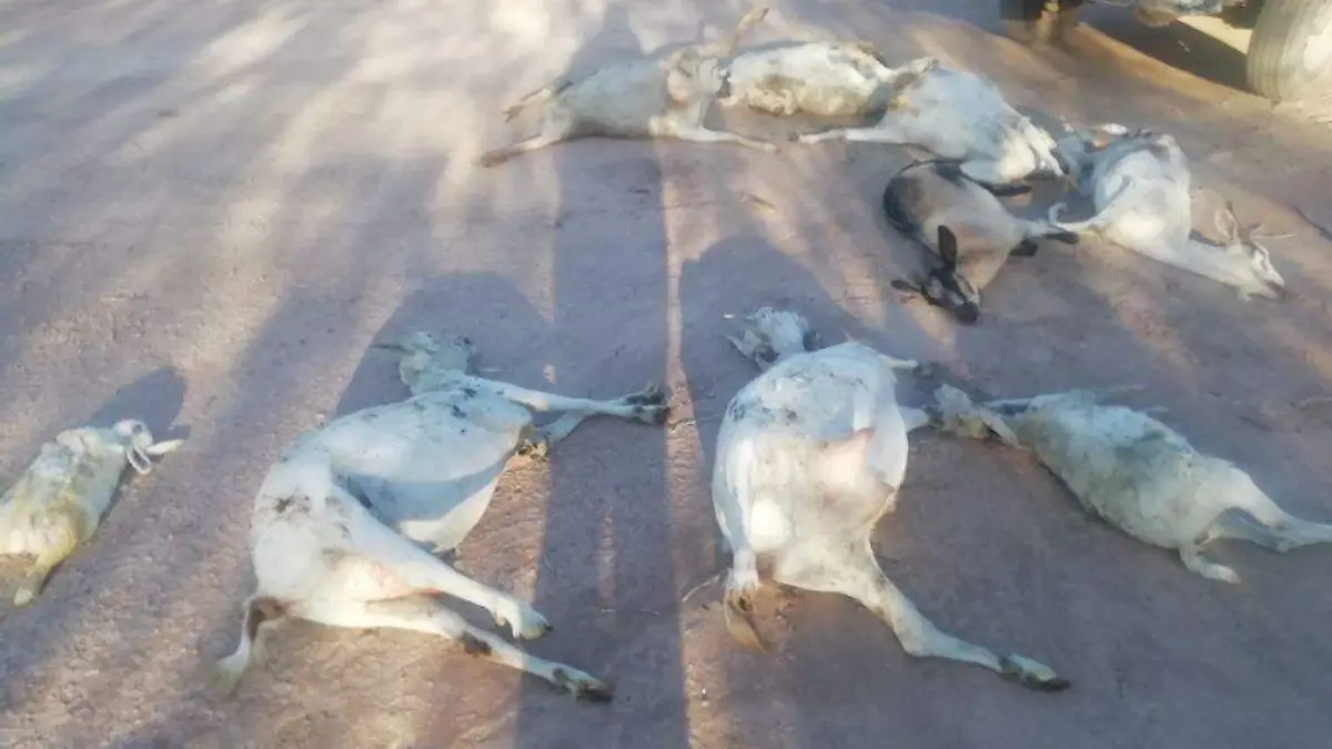 cabras lerdo