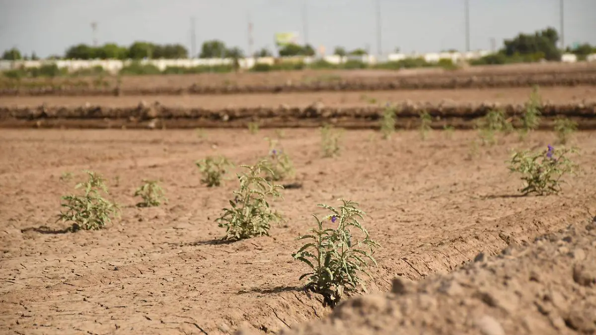 ROBERTO 1 Al concluir el riego de anego, campesinos esperan los beneficios de las lluvias