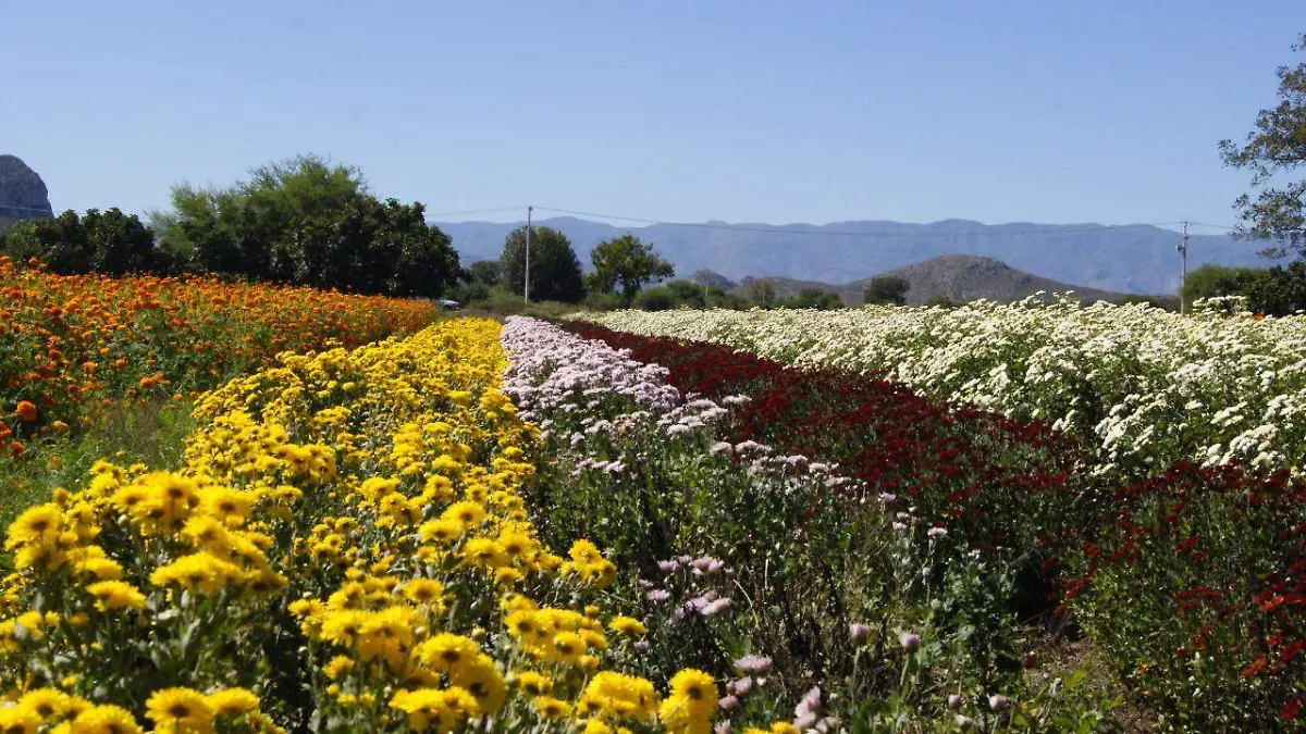 flores-del-día-de-muertos