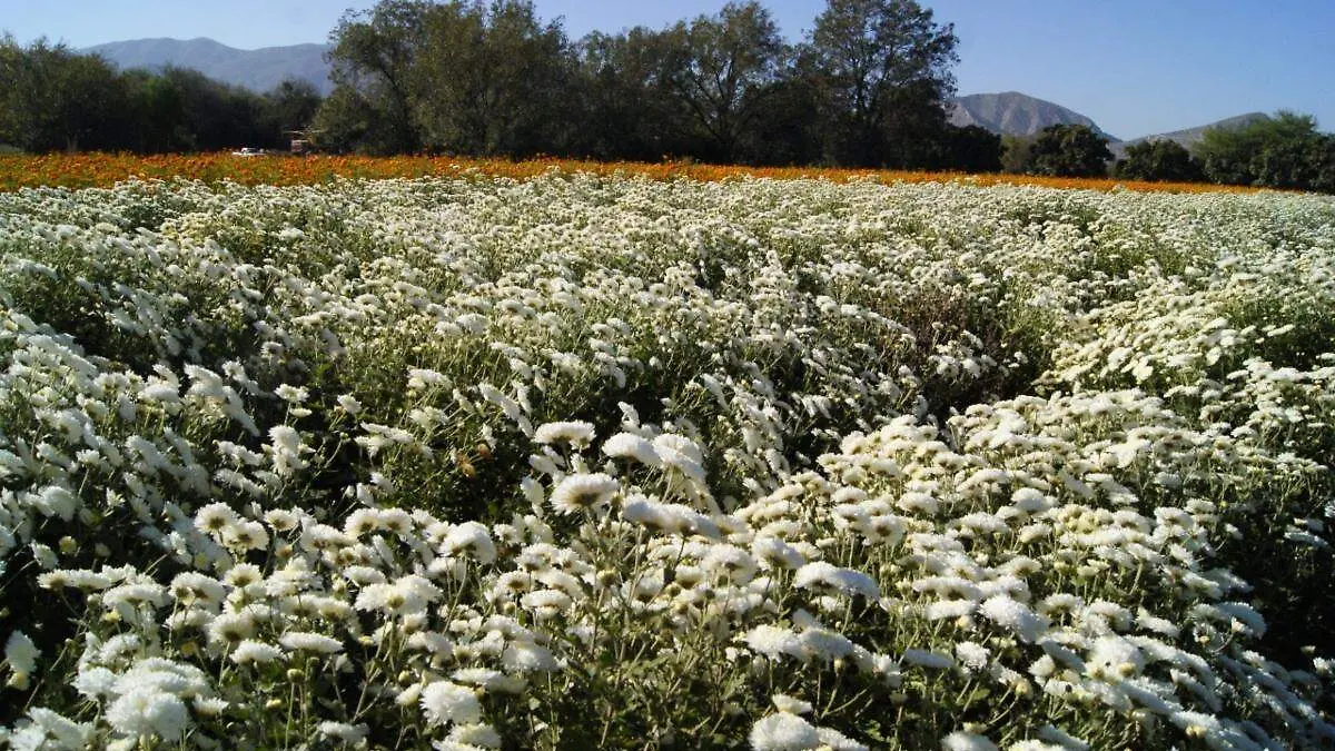 flores-día-de-muertos