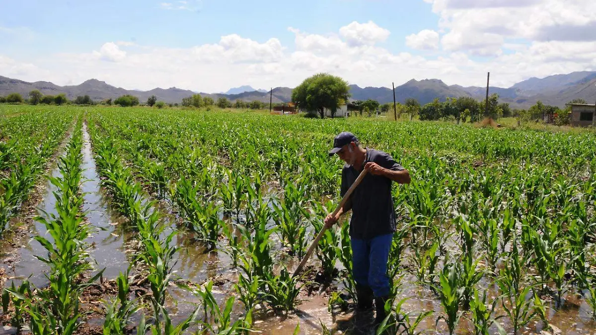 10 Las recientes lluvias de gran beneficio2