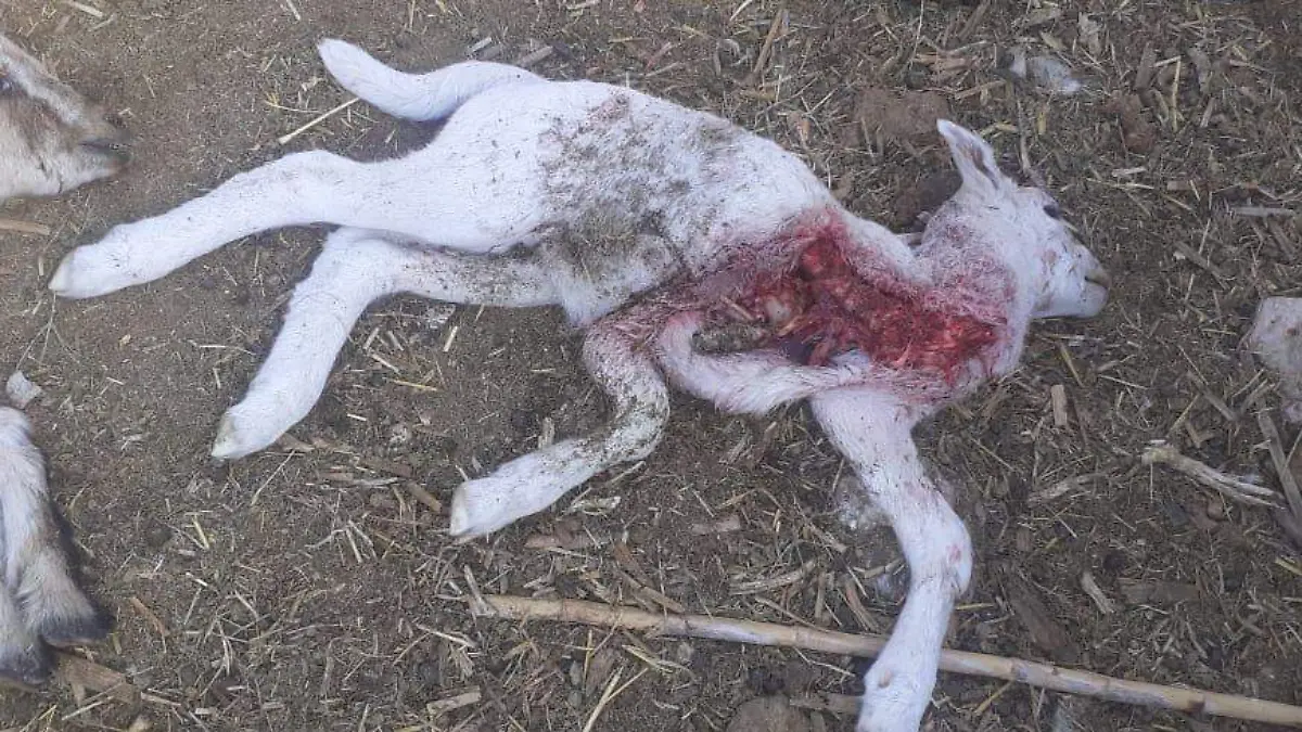 11 Jauría de perros mata a 25 borregas y cabras en el ejido Los Ángeles 2