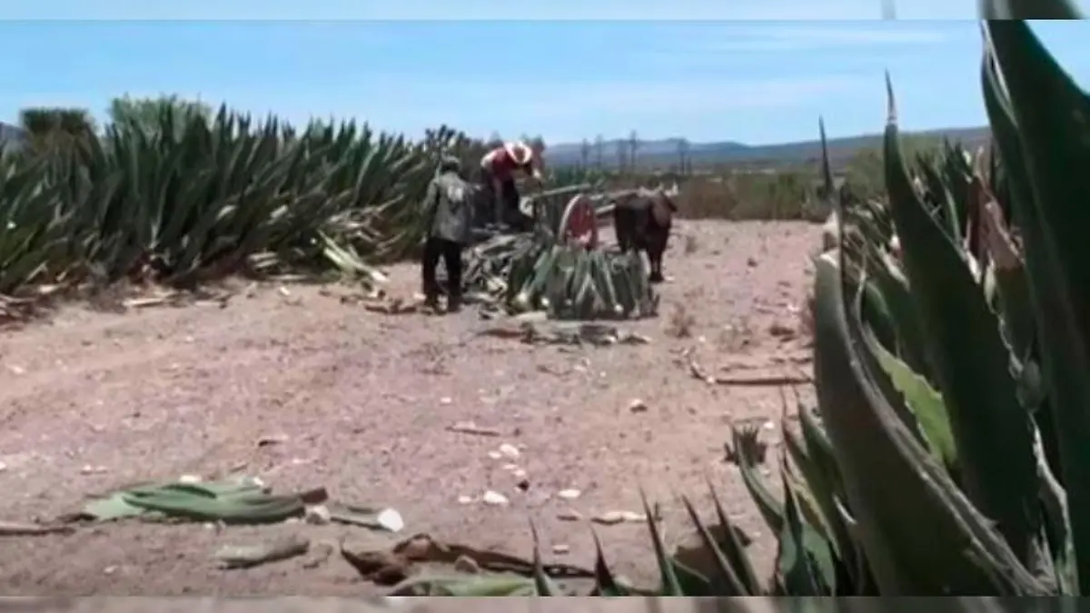 j04 docum maguey b1