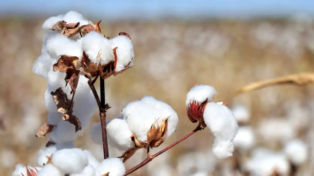 WhatsApp Image 2023-08-12 at 12.13.19