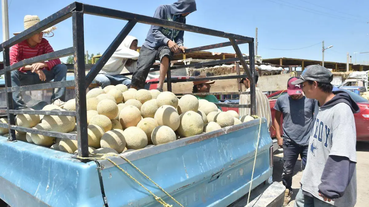 20 LA LAGUNA PRODUCIRÁ 25 MIL TONELADAS DE MELÓN Y SANDÍA2