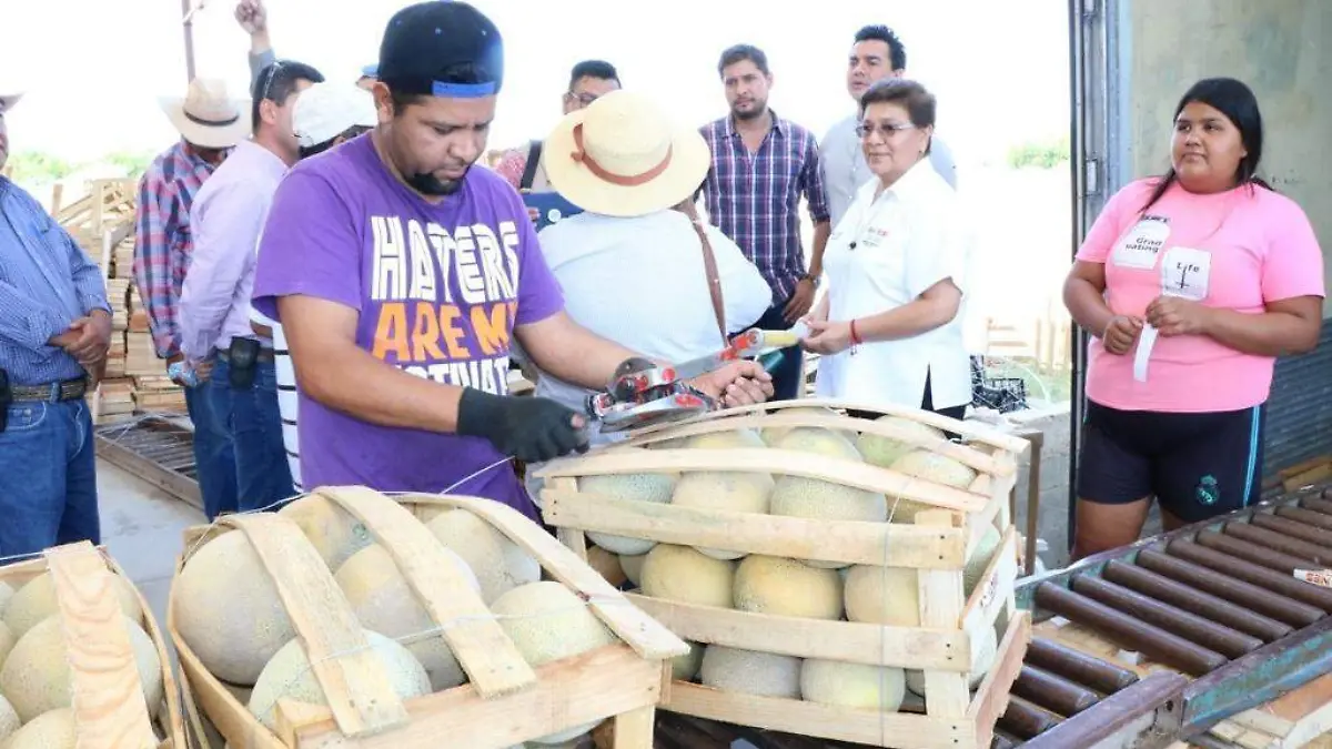 11 Productores de Melón se Continúan Beneficiando con Proyecto de Comercialización1