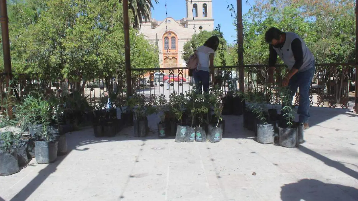 árboles en San Pedro