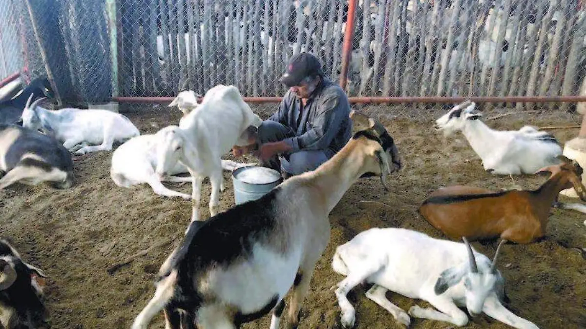 13 El calor aumenta la producción de leche de cabra1