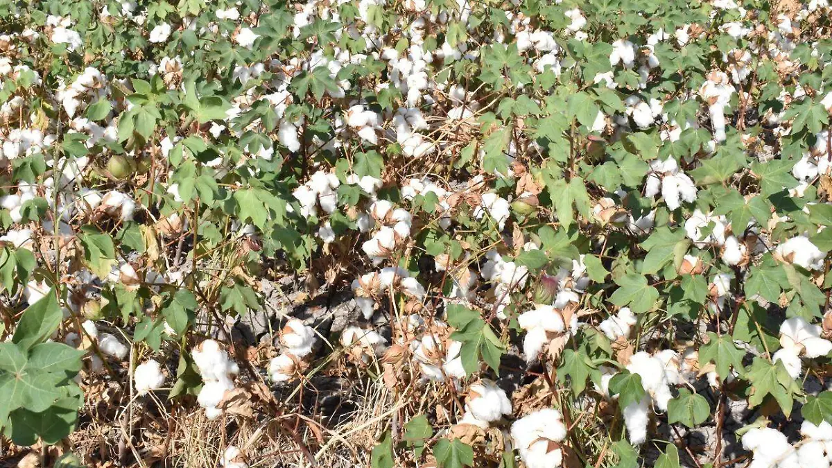 42 SOLÍS 3 Cultivan