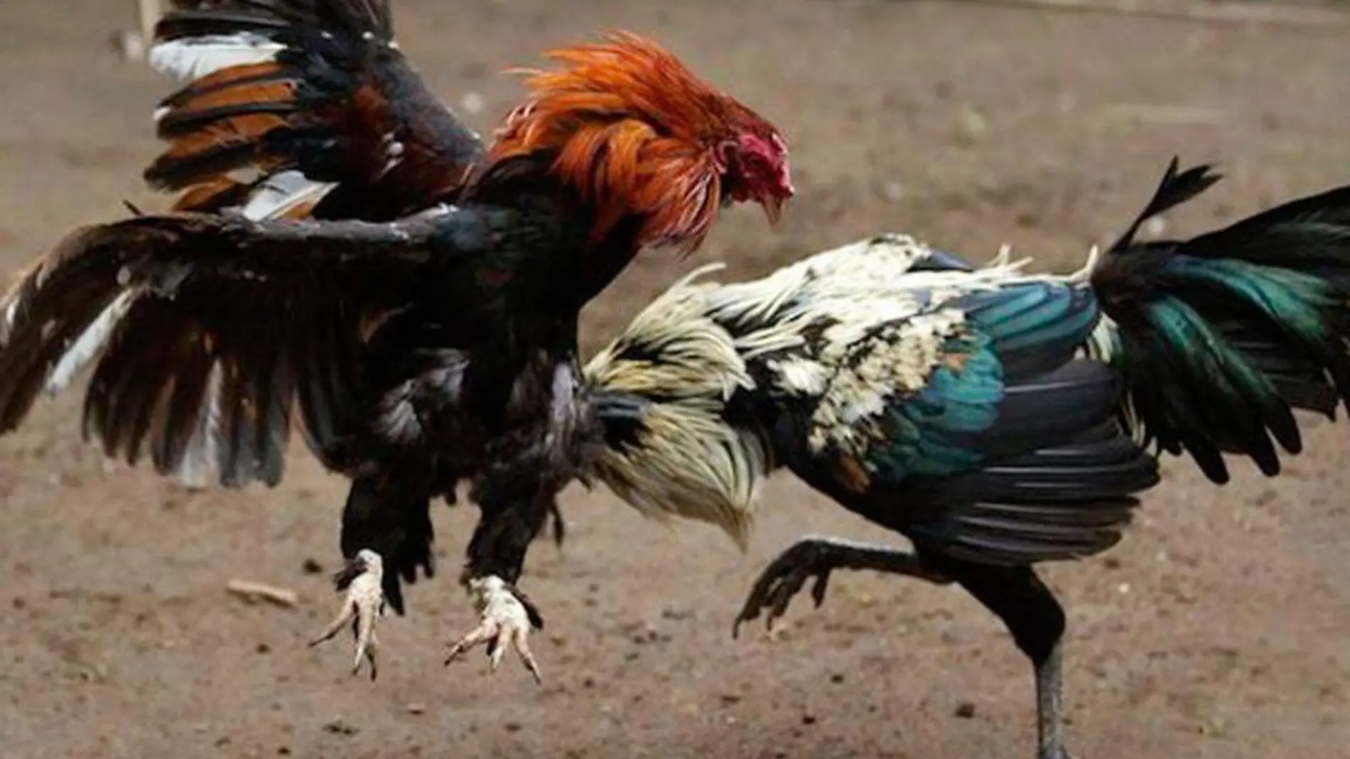 Pelea-Gallos