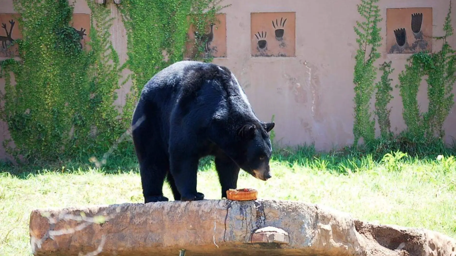 oso-negro