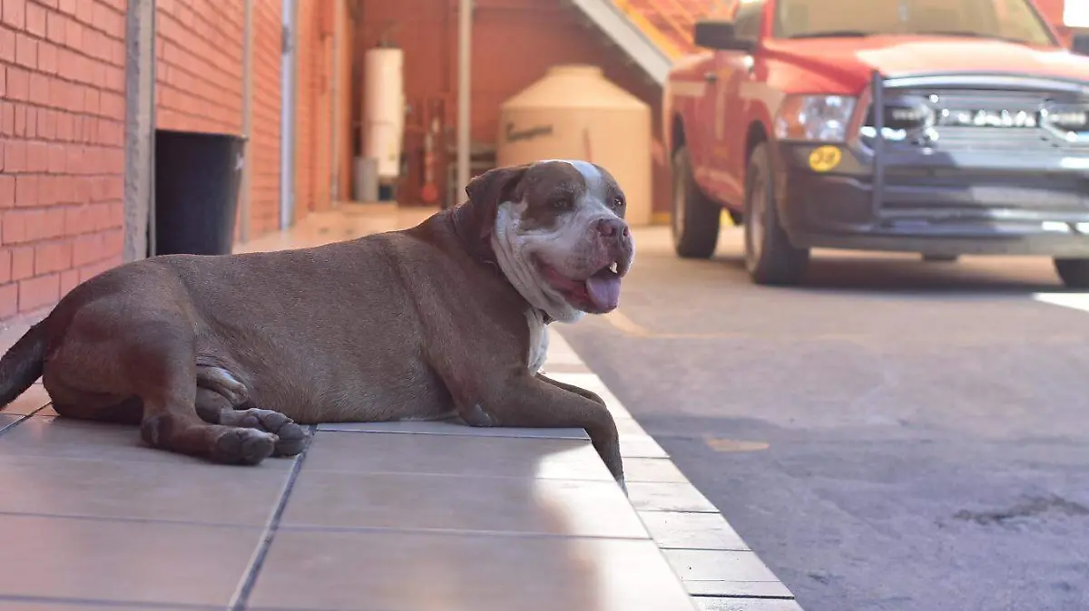 “Chato”, el perro Bombero de Torreón